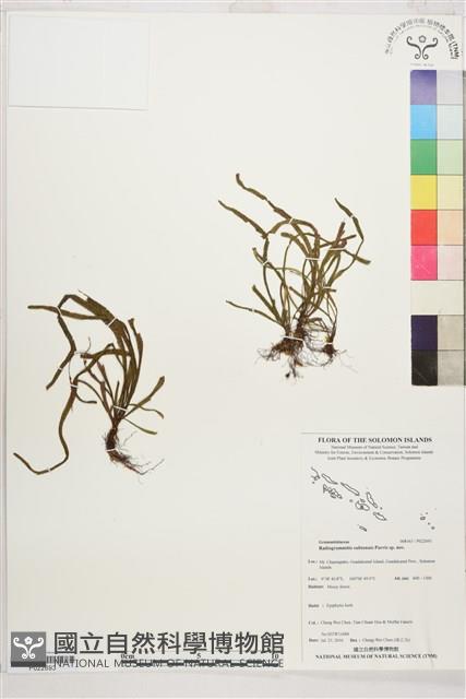 登錄號:P022693藏品圖，第1張