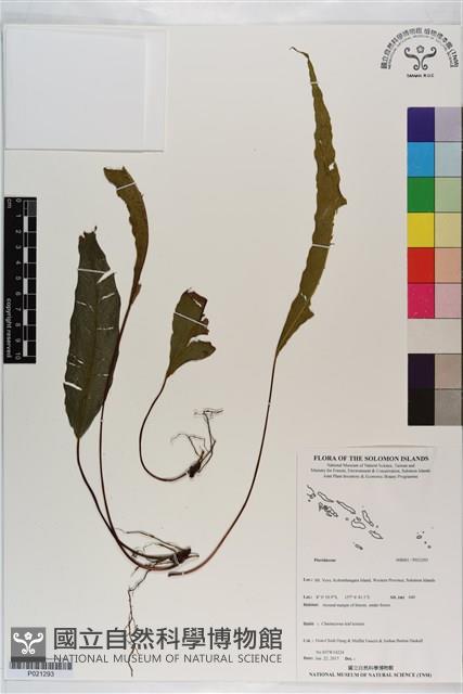 登錄號:P021293藏品圖，第1張