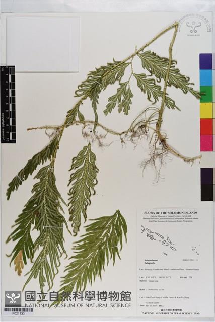 登錄號:P021133藏品圖，第1張