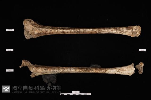 人骨藏品圖，第1張