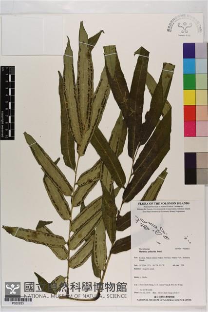 觀音座蓮舅藏品圖，第1張