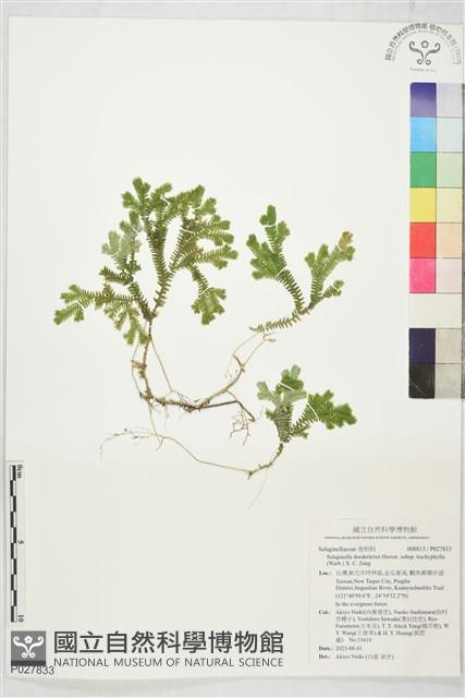 登錄號:P027833藏品圖，第1張