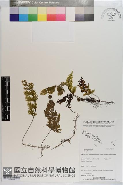 登錄號:P021233藏品圖，第1張