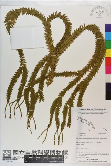 登錄號:P020963藏品圖，第1張