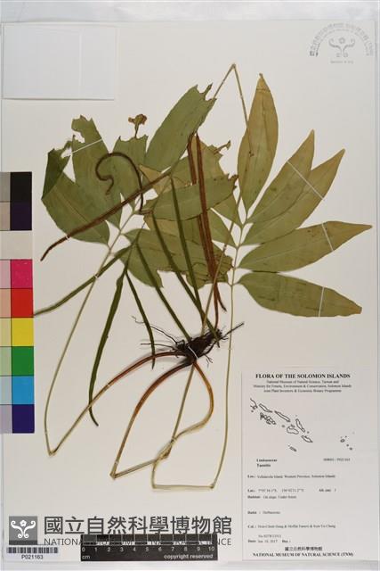 登錄號:P021163藏品圖，第1張