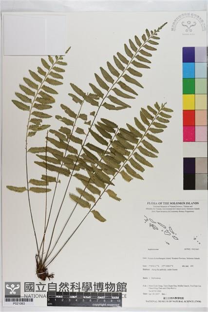 登錄號:P021063藏品圖，第1張