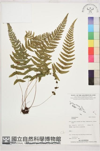 登錄號:P022563藏品圖，第1張