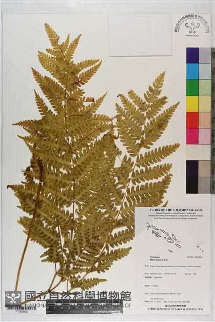 三角脈鳳尾蕨藏品圖，第1張