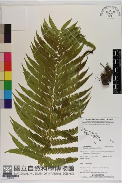 登錄號:P020743藏品圖，第1張