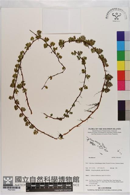 登錄號:P021043藏品圖，第1張