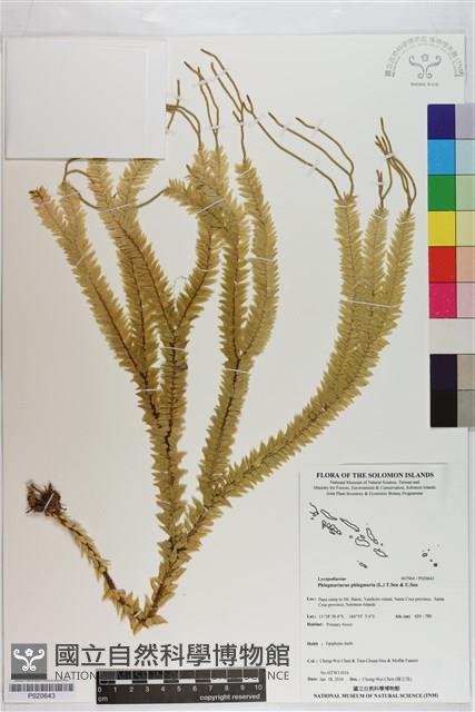 垂枝石松藏品圖，第1張