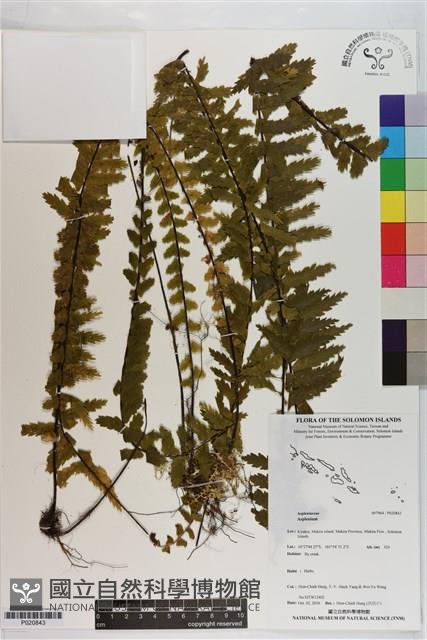 登錄號:P020843藏品圖，第1張