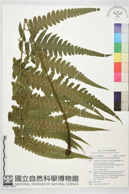 廣葉鋸齒雙蓋蕨藏品圖，第1張