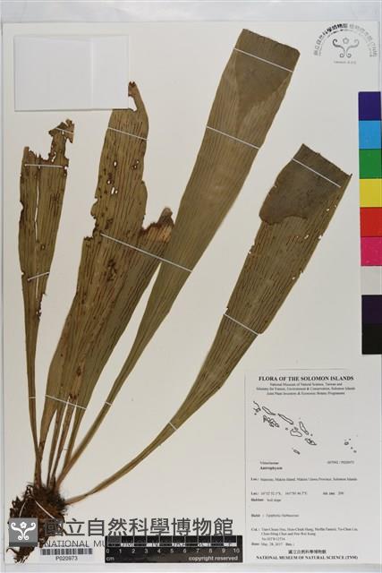 登錄號:P020973藏品圖，第1張