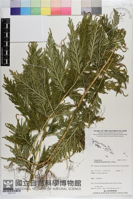 全緣卷柏藏品圖，第1張