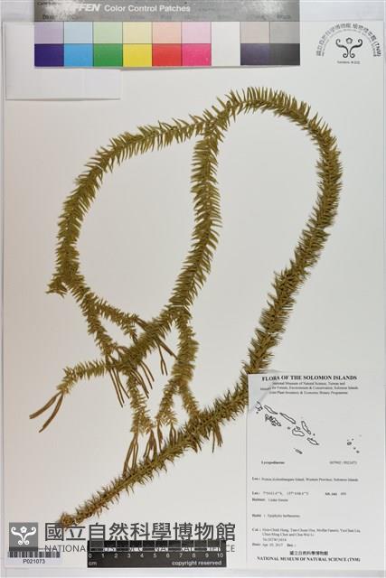 登錄號:P021073藏品圖，第1張