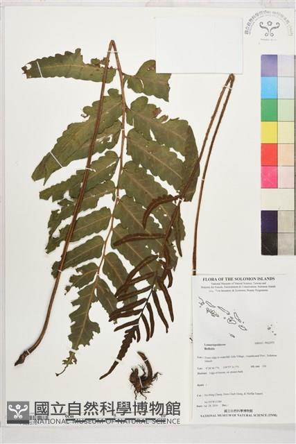 Accession Number:P022573 Collection Image