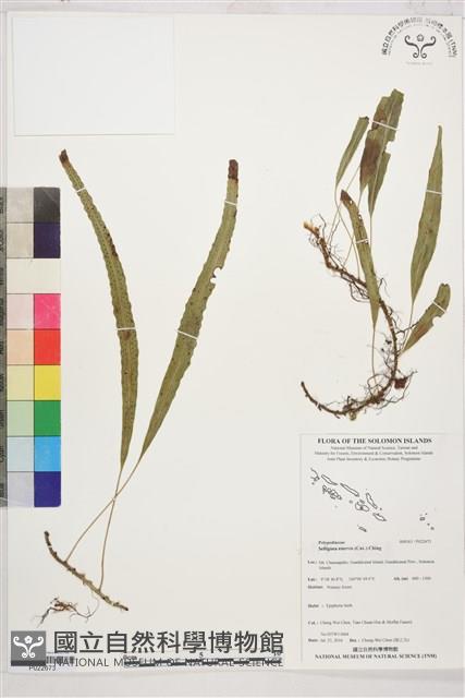 登錄號:P022673藏品圖，第1張