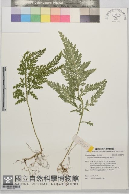 擬密葉卷柏藏品圖，第1張