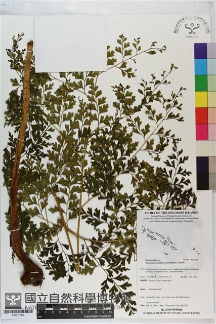 登錄號:P020783藏品圖，第1張