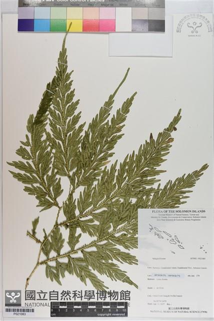 登錄號:P021083藏品圖，第1張