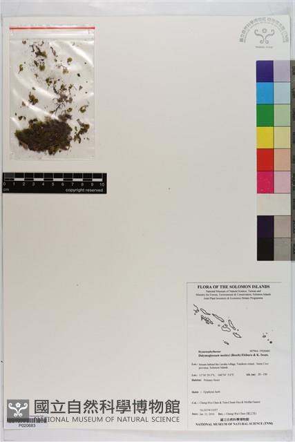 短柄單葉假脈蕨藏品圖，第1張