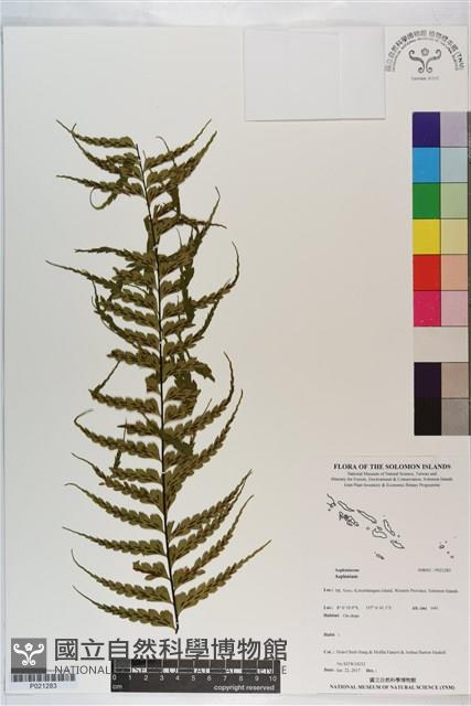 登錄號:P021283藏品圖，第1張