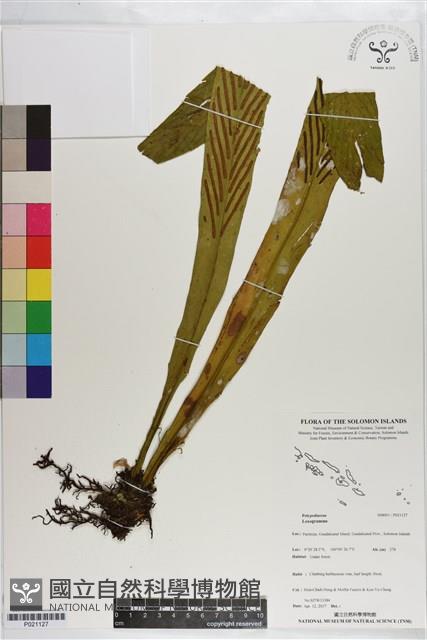 登錄號:P021127藏品圖，第1張