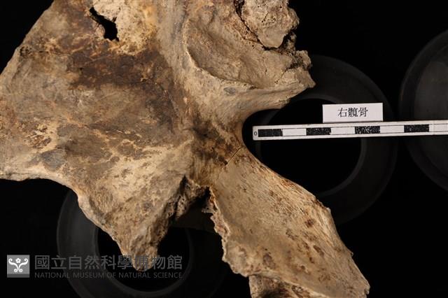 人骨藏品圖，第1張