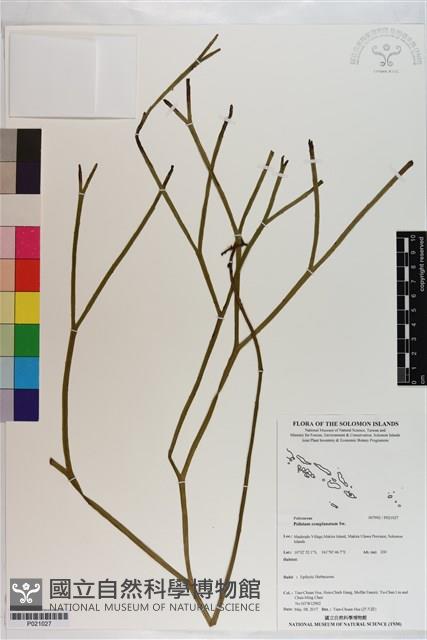 垂枝松葉蕨藏品圖，第1張