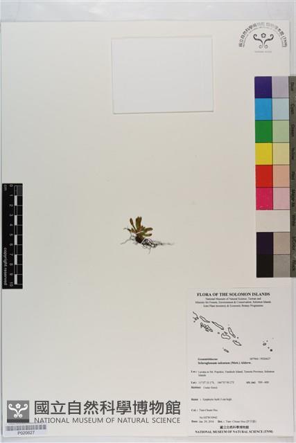 登錄號:P020627藏品圖，第1張