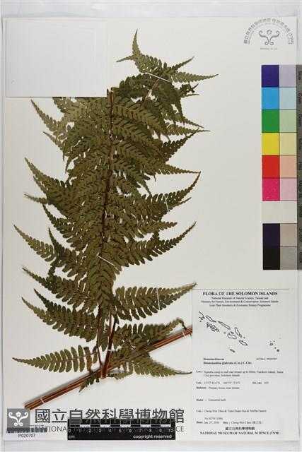 登錄號:P020707藏品圖，第1張