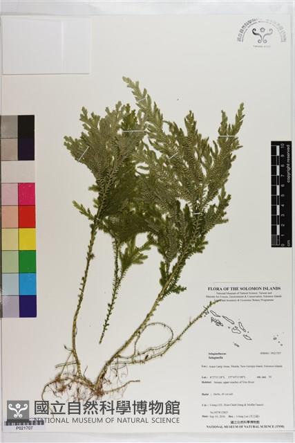 登錄號:P021707藏品圖，第1張