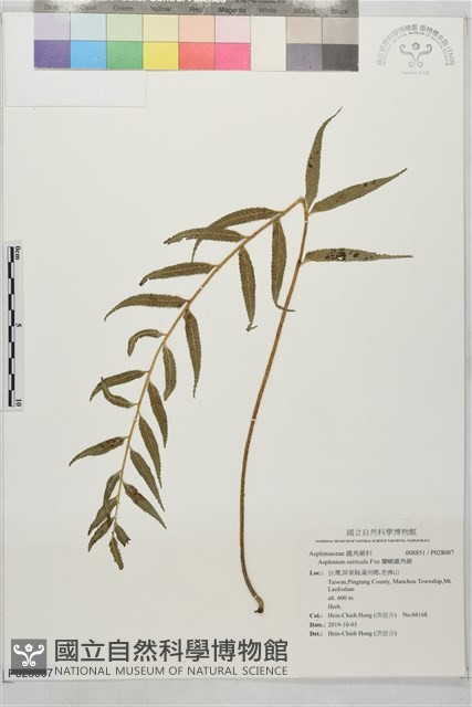 蘭嶼鐵角蕨藏品圖，第1張
