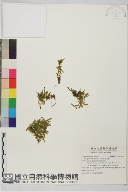馬祖卷柏藏品圖，第1張