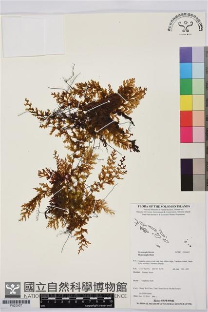 登錄號:P020007藏品圖，第1張