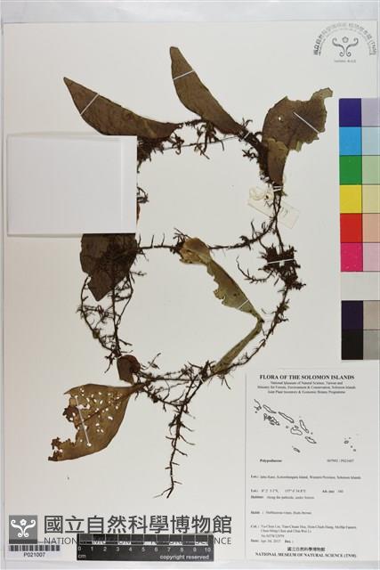 登錄號:P021007藏品圖，第1張