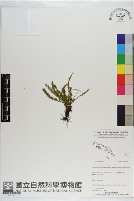 登錄號:P021307藏品圖，第1張