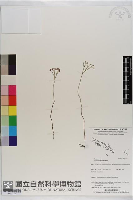 分枝莎草蕨藏品圖，第1張