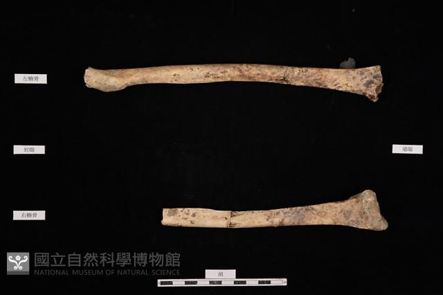 Accession Number:SKW2019-HB04-017 Collection Image