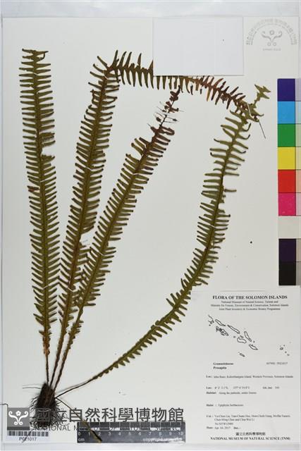 登錄號:P021017藏品圖，第1張