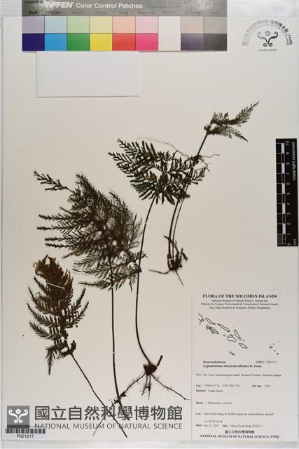 線片長筒蕨藏品圖，第1張