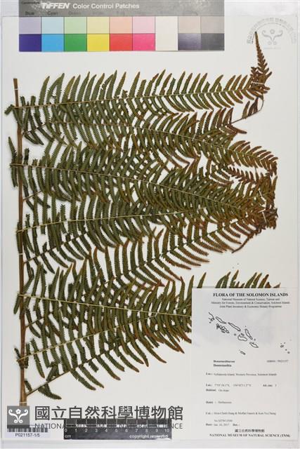 登錄號:P021157藏品圖，第1張