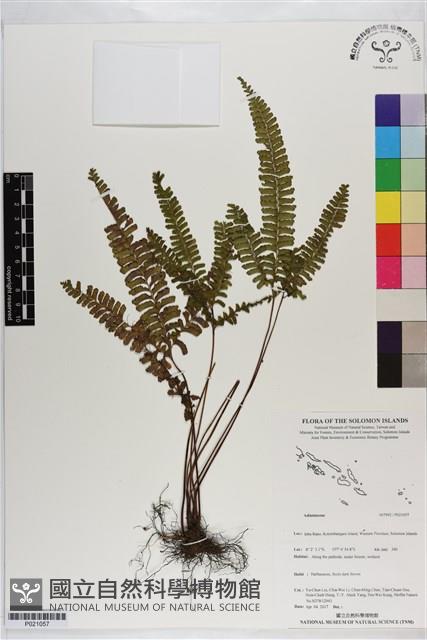 登錄號:P021057藏品圖，第1張