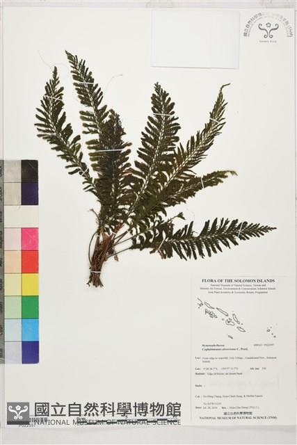 登錄號:P022557藏品圖，第1張