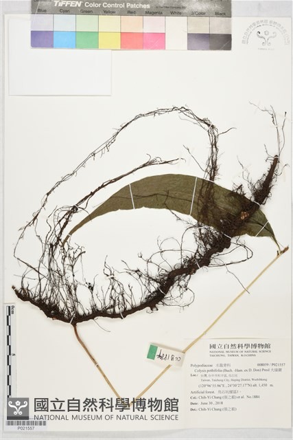 大線蕨藏品圖，第1張