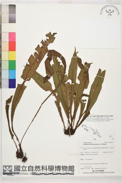 Accession Number:P022657 Collection Image