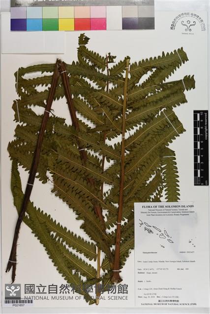 登錄號:P021657藏品圖，第1張