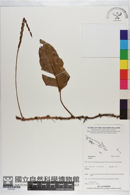 Accession Number:P021257 Collection Image