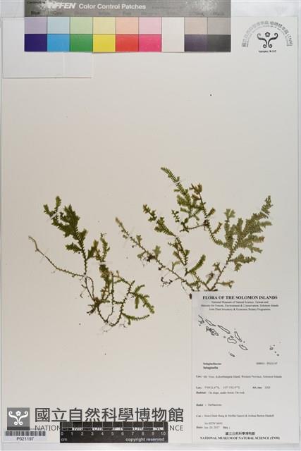 登錄號:P021197藏品圖，第1張